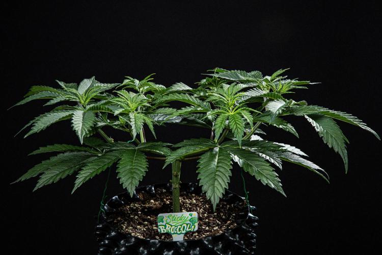 Sticky Broccoli Zamnesia EternityGrowCup. Week 6 - Day 37 #1