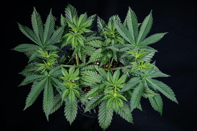 Sticky Broccoli Zamnesia EternityGrowCup. Week 6 - Day 37 #1