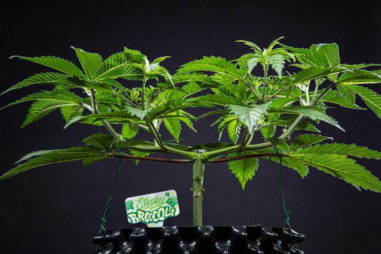 Sticky Broccoli Zamnesia EternityGrowCup. Week 6 - Day 37 #1
