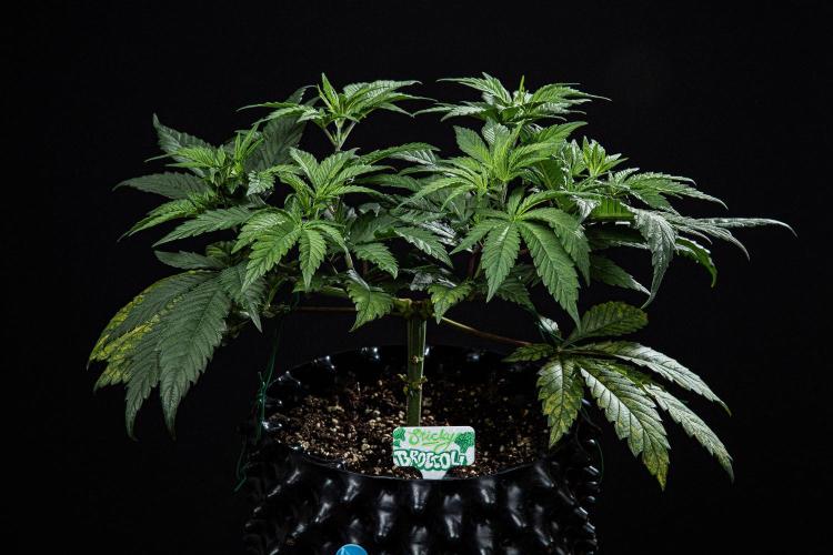 Sticky Broccoli Zamnesia EternityGrowCup. Week 6 - Day 37 #2
