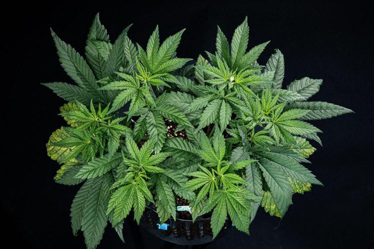 Sticky Broccoli Zamnesia EternityGrowCup. Week 6 - Day 37 #2