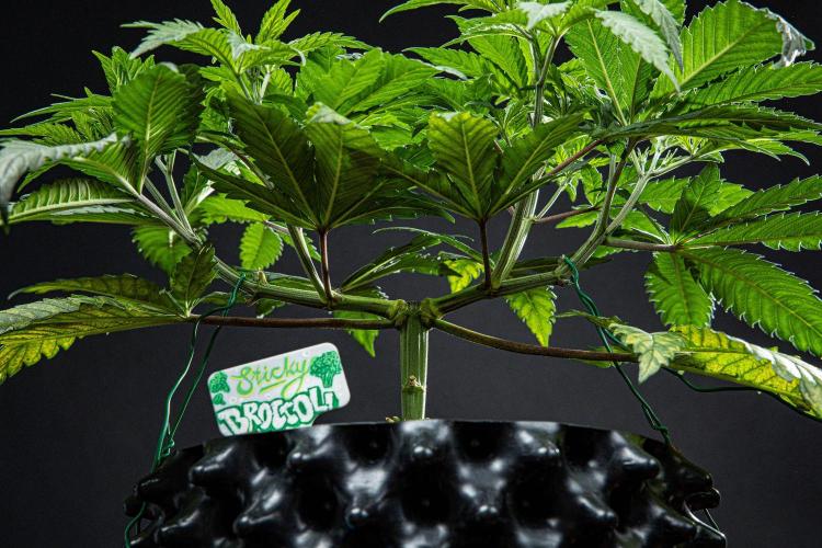 Sticky Broccoli Zamnesia EternityGrowCup. Week 6 - Day 37 #2