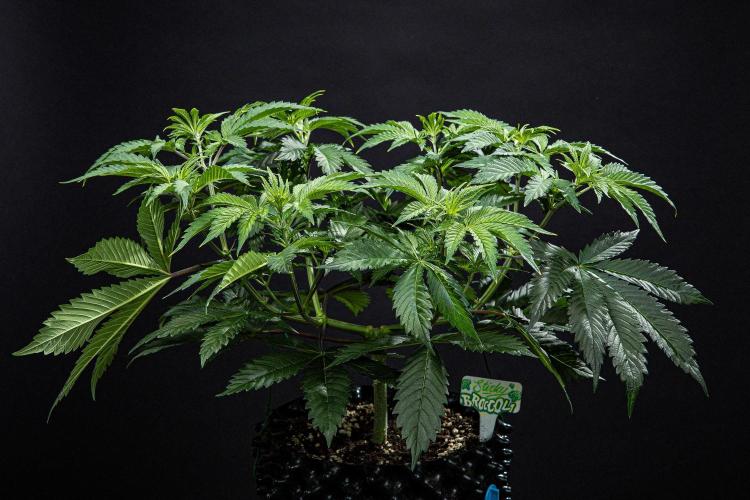 Sticky Broccoli Zamnesia EternityGrowCup. Week 6 - Day 42 #1