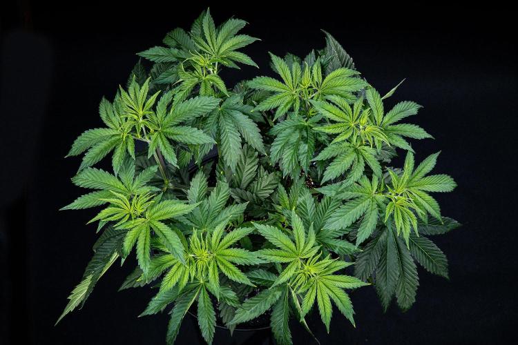 Sticky Broccoli Zamnesia EternityGrowCup. Week 6 - Day 42 #1