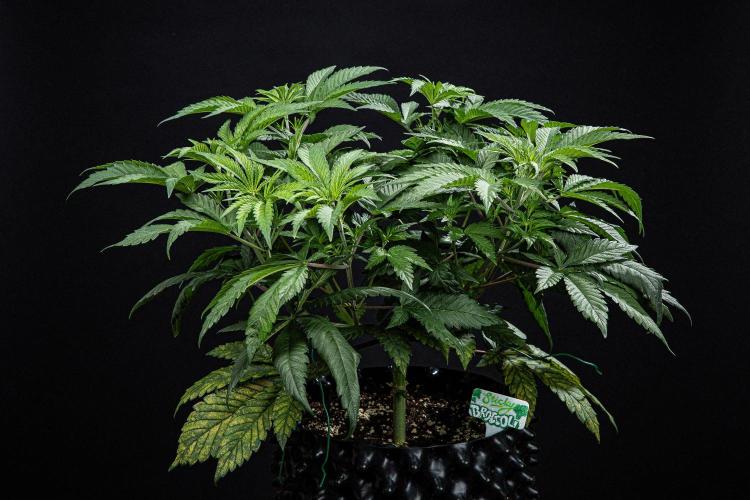 Sticky Broccoli Zamnesia EternityGrowCup. Week 6 - Day 42 #2