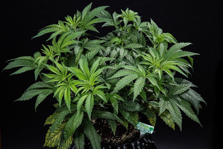 Sticky Broccoli Zamnesia EternityGrowCup. Week 6 - Day 42 #2