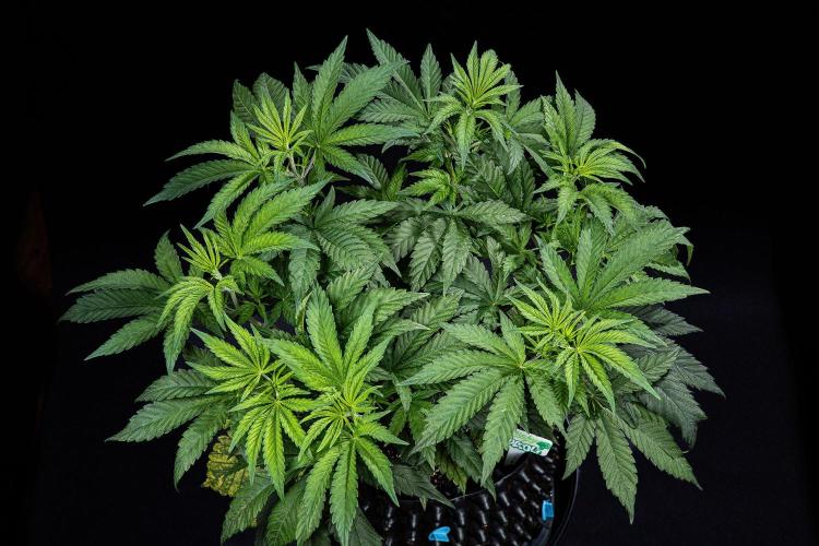 Sticky Broccoli Zamnesia EternityGrowCup. Week 6 - Day 42 #2