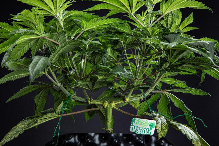 Sticky Broccoli Zamnesia EternityGrowCup. Week 6 - Day 42 #2