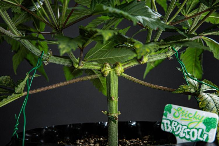 Sticky Broccoli Zamnesia EternityGrowCup. Week 6 - Day 42 #2