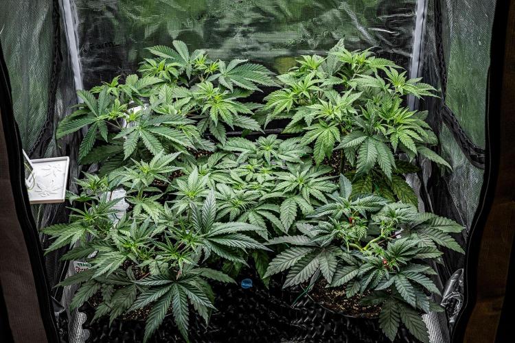 Sticky Broccoli Zamnesia EternityGrowCup. Week 6 - Day 37 tent view