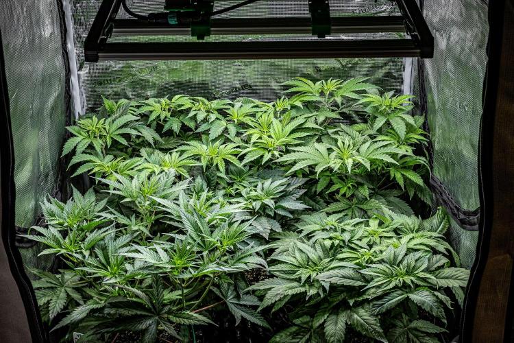 Sticky Broccoli Zamnesia EternityGrowCup. Week 6 - Day 42 tent view