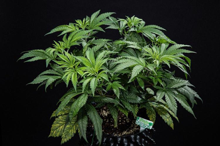 Cauli