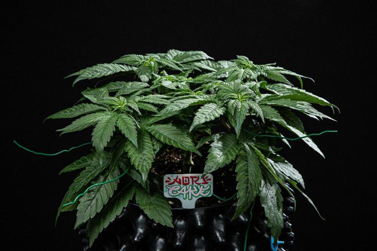 Nori Cake Green House Seed Co.. Week 6 - Day 37