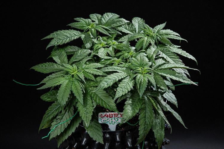 Nori Cake Green House Seed Co.. Week 6 - Day 37