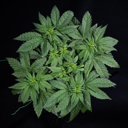 Nori Cake Green House Seed Co.. Week 6 - Day 37