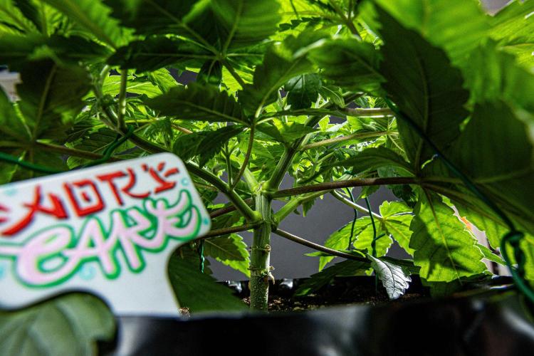 Nori Cake Green House Seed Co.. Week 6 - Day 37