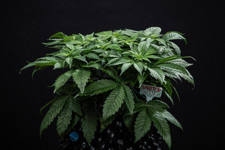 Nori Cake Green House Seed Co.. Week 6 - Day 42
