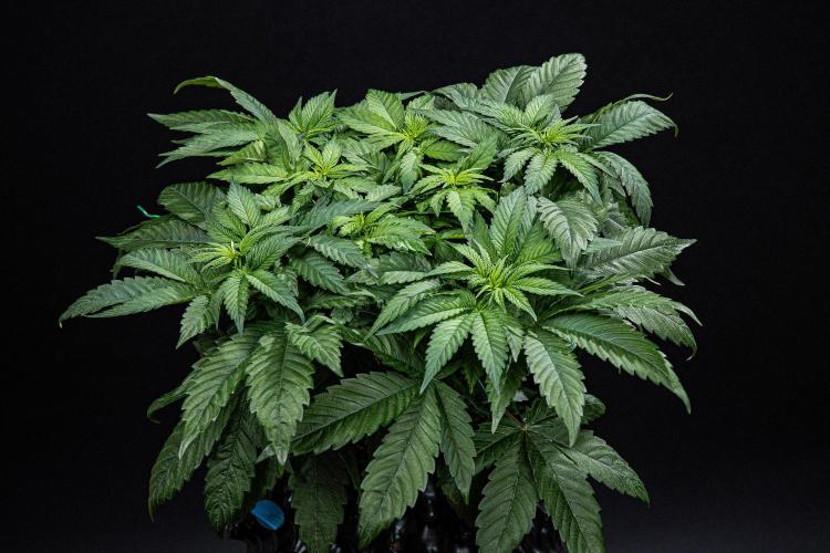 Nori Cake Green House Seed Co.. Week 6 - Day 42