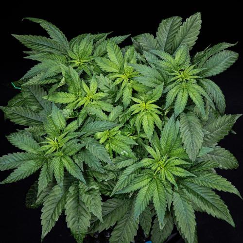 Nori Cake Green House Seed Co.. Week 6 - Day 42
