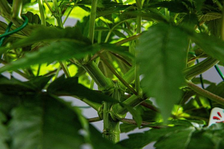 Nori Cake Green House Seed Co.. Week 6 - Day 42