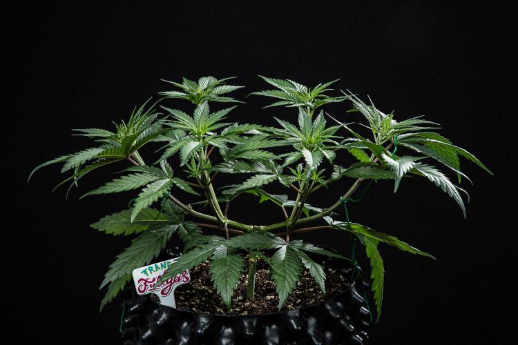 Franco's Fullgas! Green House Seed Co.. Week 6 - Day 37