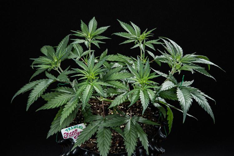 Franco's Fullgas! Green House Seed Co.. Week 6 - Day 37