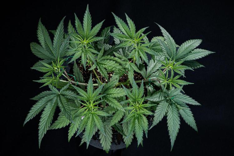 Franco's Fullgas! Green House Seed Co.. Week 6 - Day 37