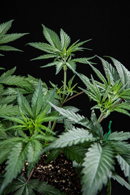 Franco's Fullgas! Green House Seed Co.. Week 6 - Day 37
