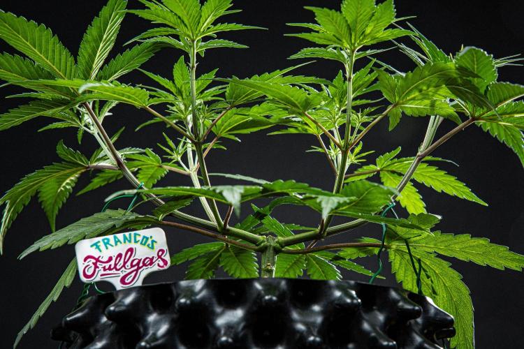 Franco's Fullgas! Green House Seed Co.. Week 6 - Day 37