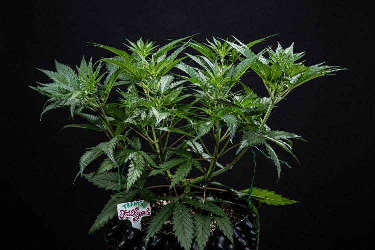 Franco's Fullgas! Green House Seed Co.. Week 6 - Day 42