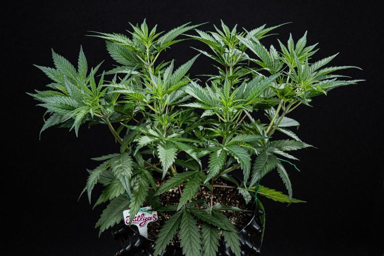 Franco's Fullgas! Green House Seed Co.. Week 6 - Day 42