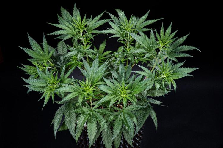 Franco's Fullgas! Green House Seed Co.. Week 6 - Day 42