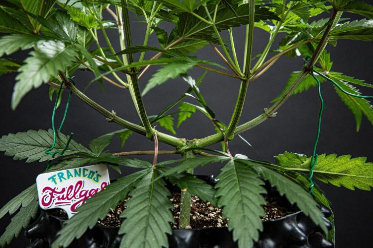 Franco's Fullgas! Green House Seed Co.. Week 6 - Day 42