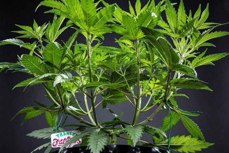 Franco's Fullgas! Green House Seed Co.. Week 6 - Day 42