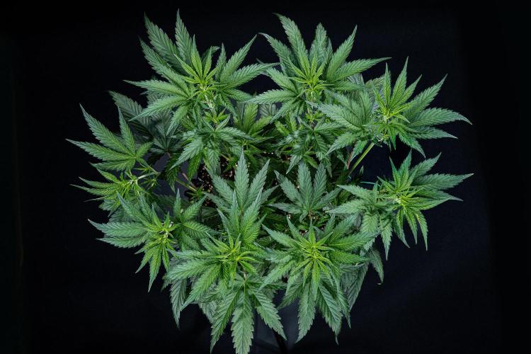 Franco's Fullgas! Green House Seed Co.. Week 6