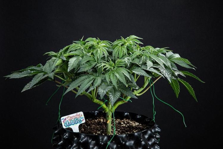 Candy House UKHTA Genetics. Week 7 - Day 48