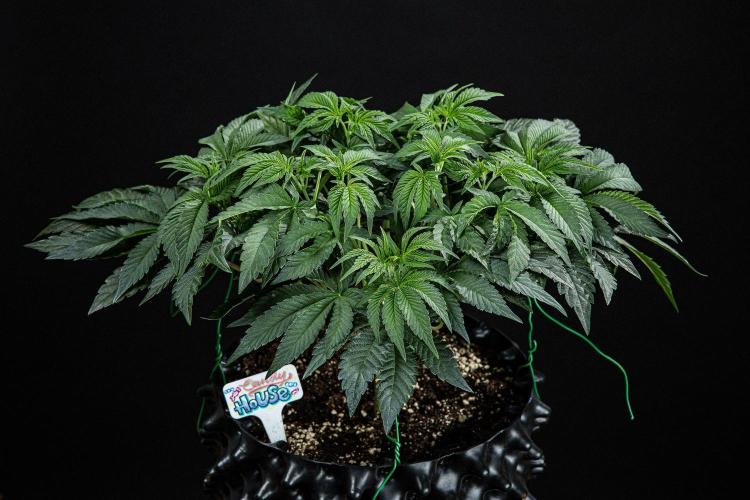 Candy House UKHTA Genetics. Week 7 - Day 48