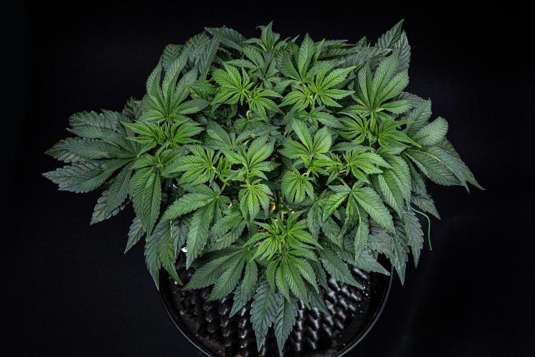 Candy House UKHTA Genetics. Week 7 - Day 48