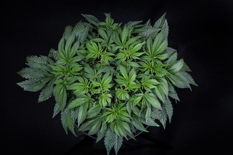 Candy House UKHTA Genetics. Week 7 - Day 48