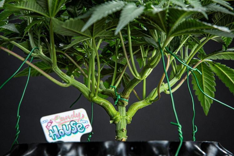 Candy House UKHTA Genetics. Week 7 - Day 48