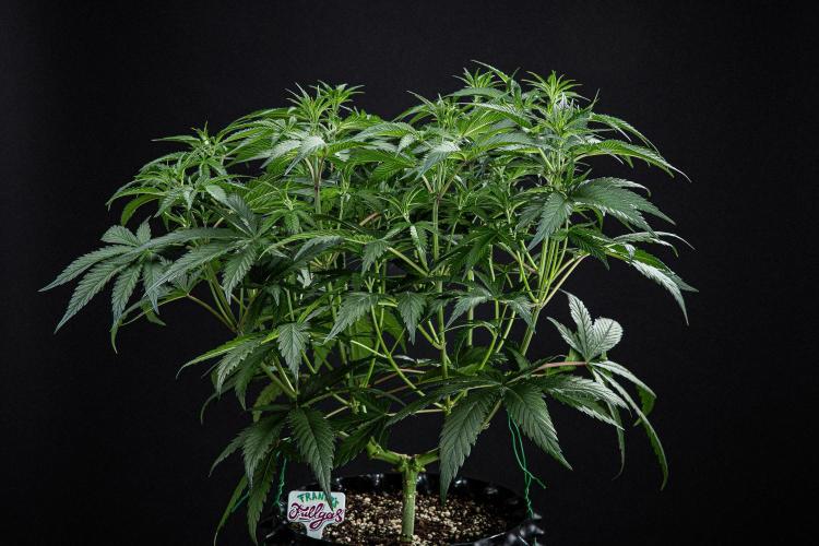 Franco's Fullgas! Green House Seed Co.. Week 7 - Day 48