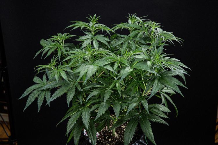 Franco's Fullgas! Green House Seed Co.. Week 7