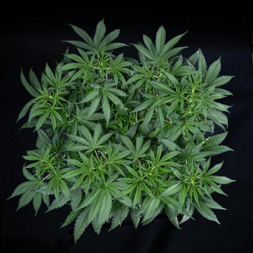 Franco's Fullgas! Green House Seed Co.. Week 7 - Day 48