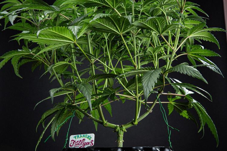 Franco's Fullgas! Green House Seed Co.. Week 7 - Day 48