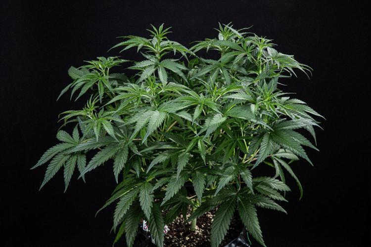 Franco's Fullgas! Green House Seed Co.. Week 7 - Day 48