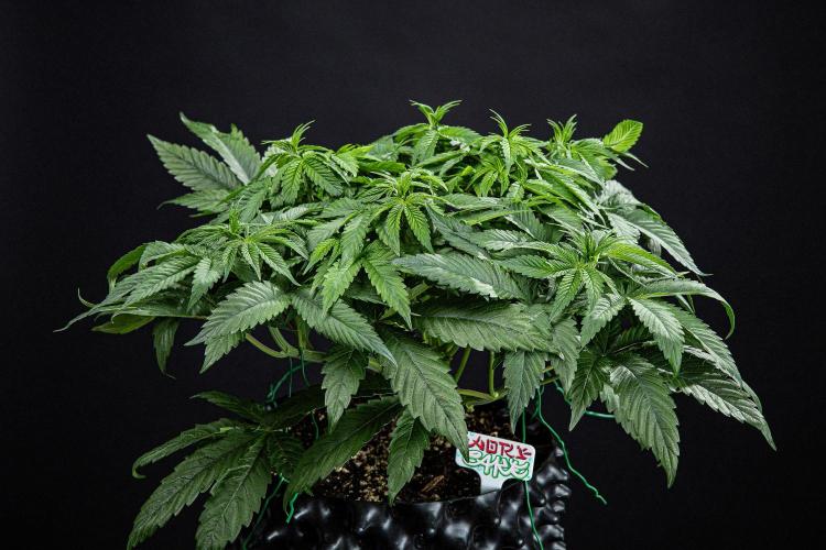 Nori Cake Green House Seed Co.. Week 7 - Day 48