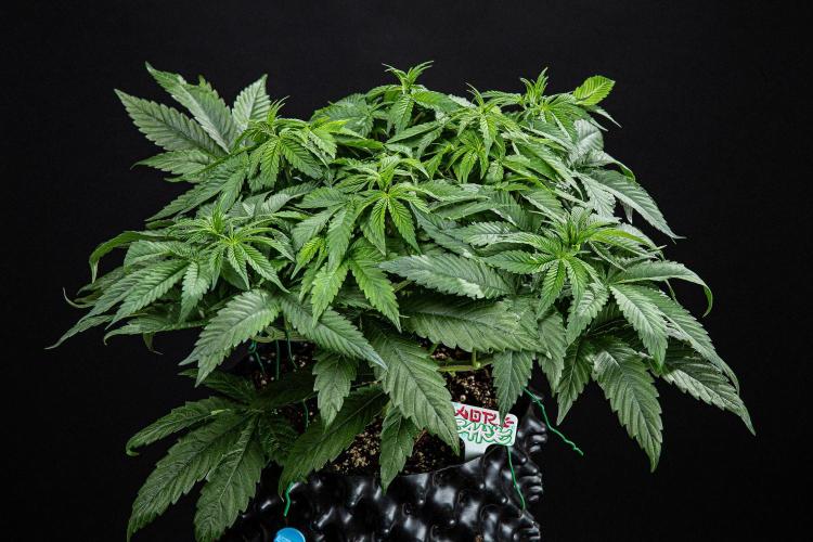 Nori Cake Green House Seed Co.. Week 7 - Day 48