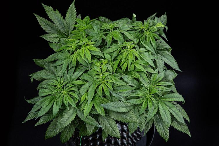 Nori Cake Green House Seed Co.. Week 7 - Day 48