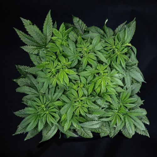 Nori Cake Green House Seed Co.. Week 7 - Day 48