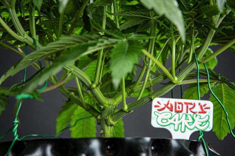 Nori Cake Green House Seed Co.. Week 7 - Day 48